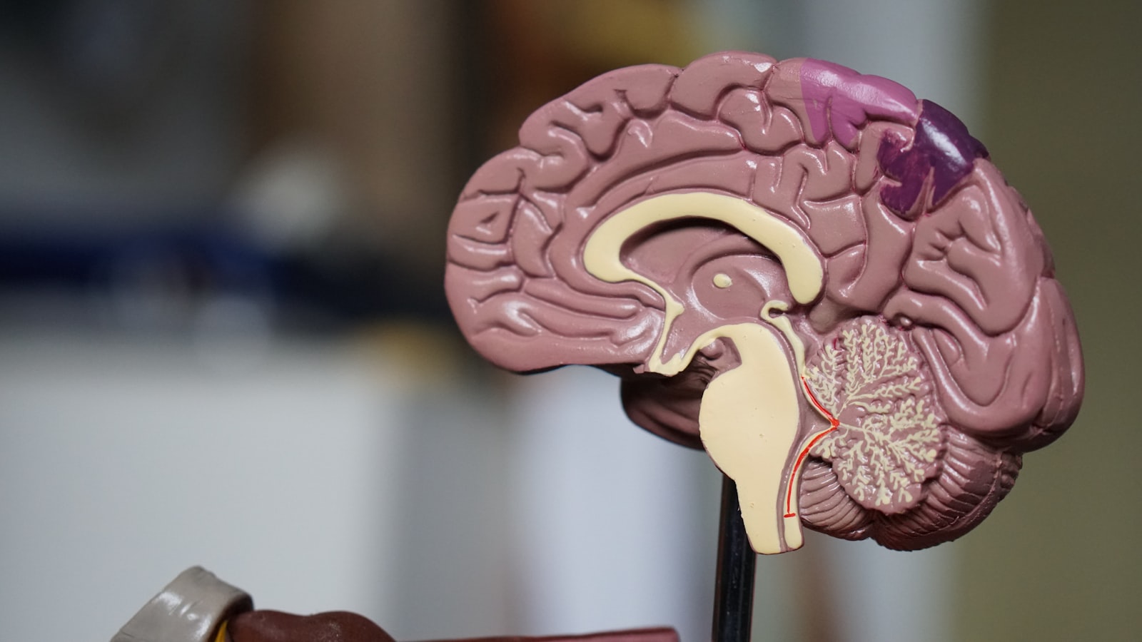Anatomical illustration of the human brain representing the gut-brain connection