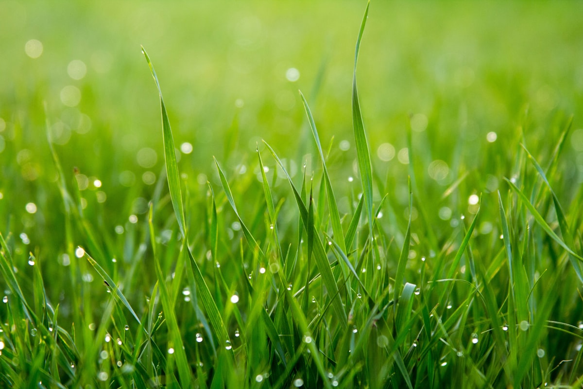 Well-maintained green lawn in a backyard