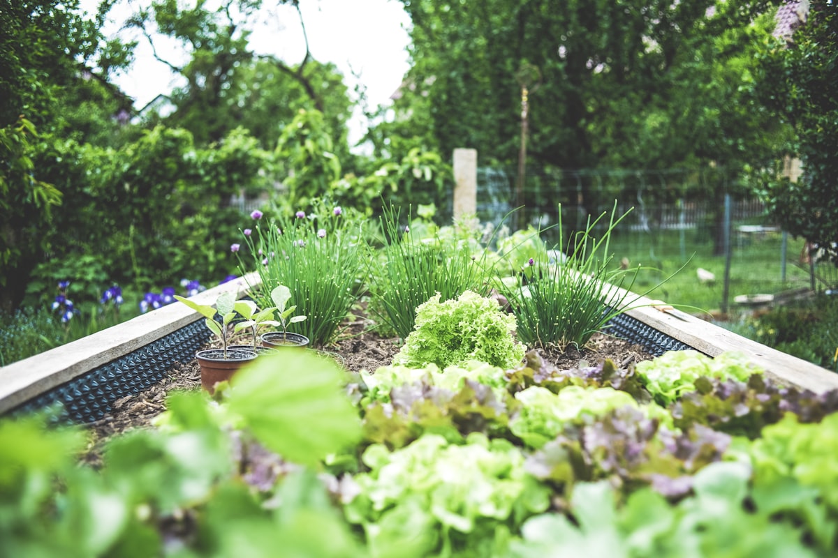 Vegetable garden with fresh growing plants