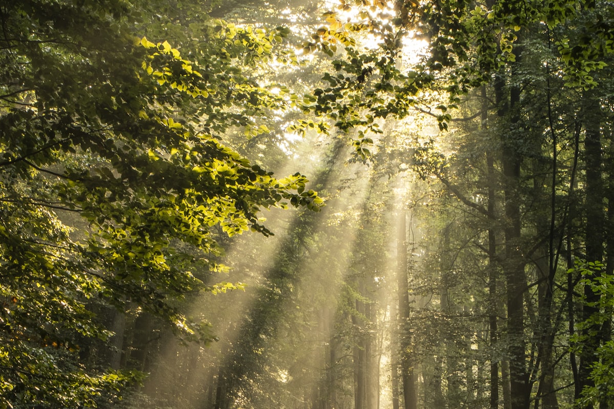 Sunlight streaming through trees representing vitamin D