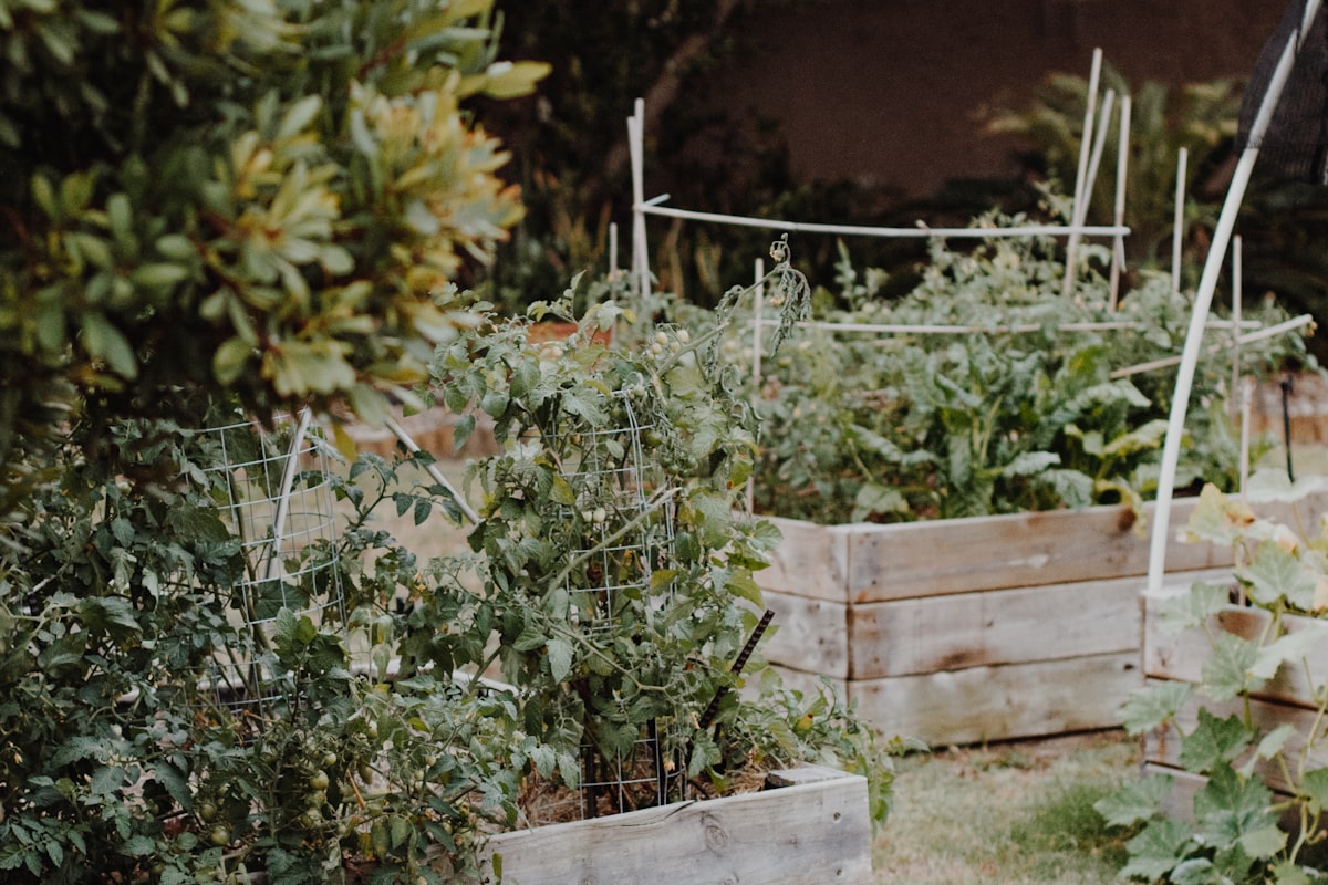 Wooden raised garden bed with soil and plants
